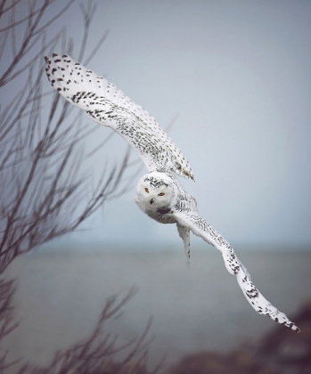Picture of SNOWY OWL IN FLIGHT