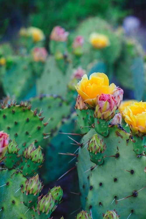 Picture of SPRING CACTI NO. 1