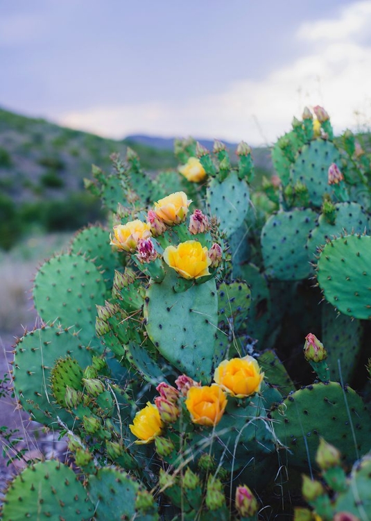 Picture of SPRING CACTI NO. 2