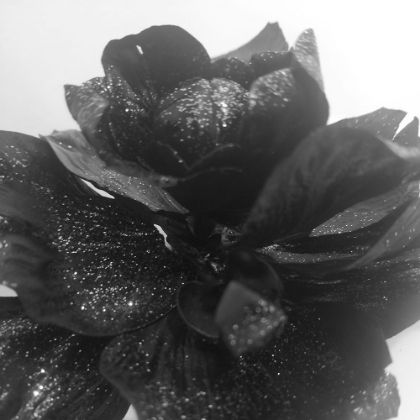 Picture of BLACK ROSE GOLD