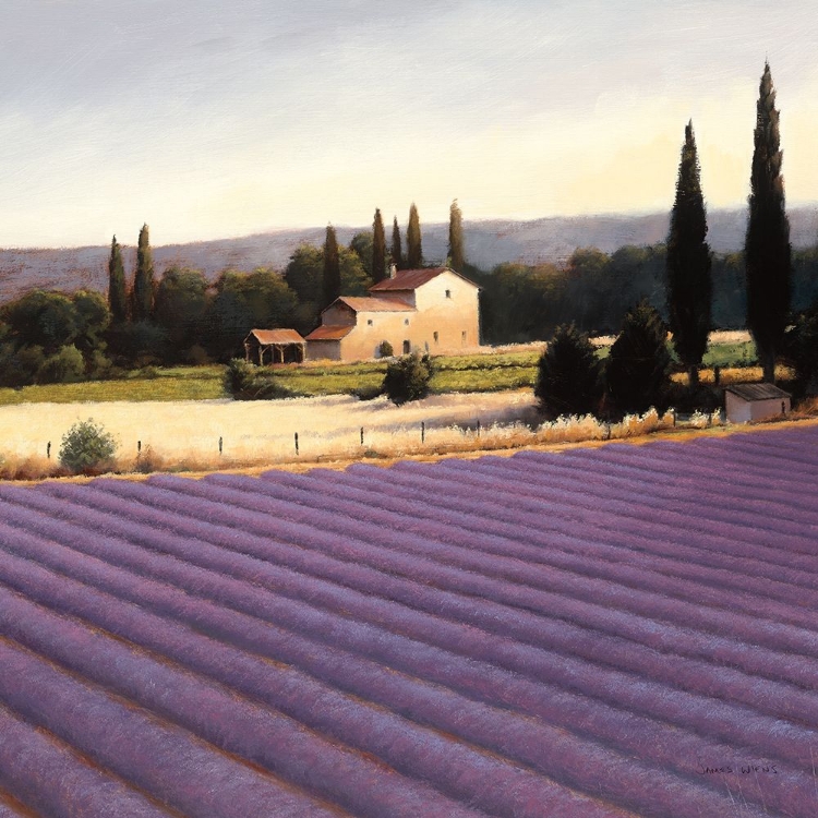 Picture of LAVENDER FIELDS II CROP