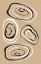 Picture of WATER CIRCLES TERRA