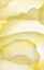 Picture of YELLOW PAPER