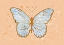 Picture of BUTTERLFY ORANGE
