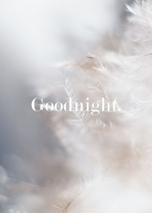 Picture of GOODNIGHT FEATHERS