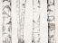 Picture of BIRCHES