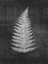 Picture of ASTOR FERN 1