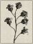 Picture of FERN TRIPTYCH 2