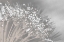 Picture of DANDELION 2