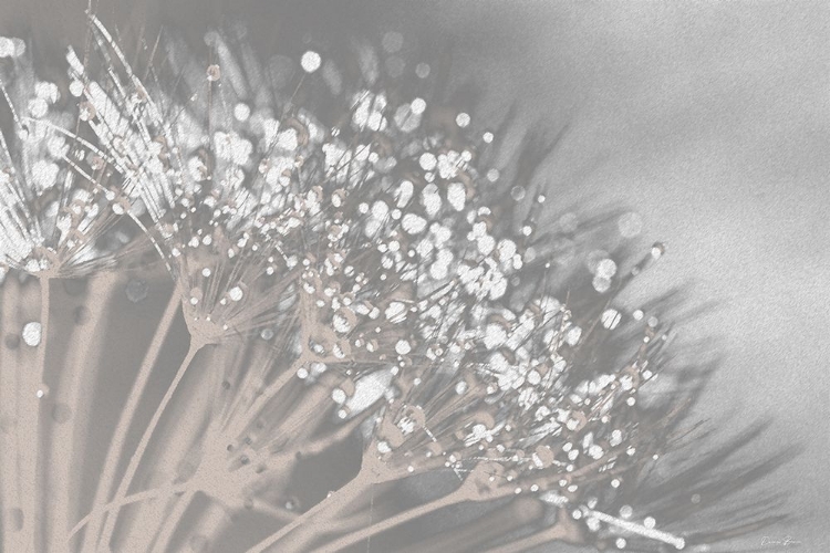 Picture of DANDELION 2