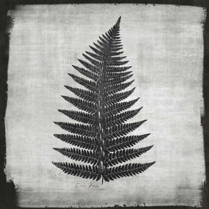 Picture of NOIR FERN 1