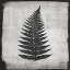Picture of NOIR FERN 1