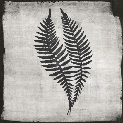 Picture of NOIR FERN 2