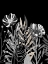 Picture of FLORAL LEAVES 2