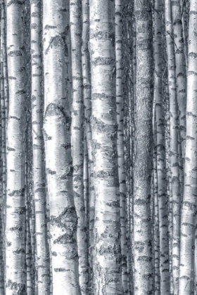 Picture of BIRCHES 1
