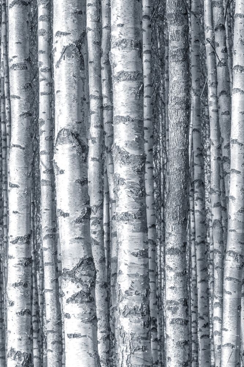 Picture of BIRCHES 1