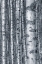 Picture of BIRCHES 2