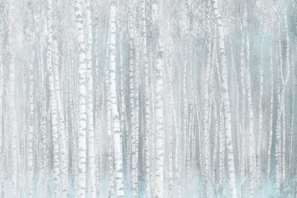 Picture of BIRCHES