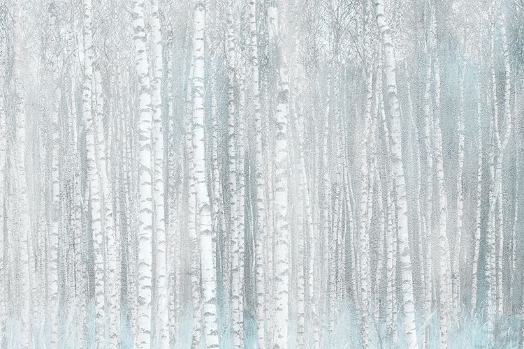 Picture of BIRCHES
