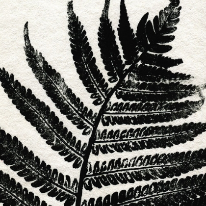 Picture of PRESSED FERN 1