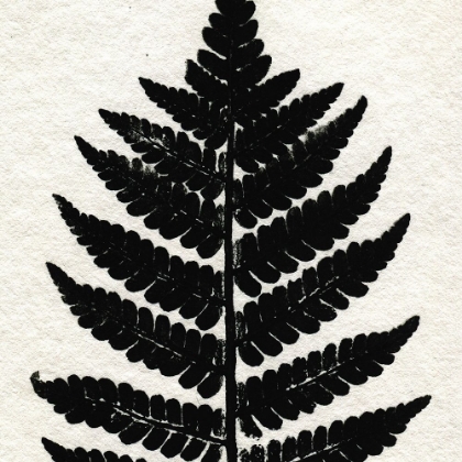 Picture of PRESSED FERN 2