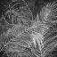 Picture of BLACK AND WHITE PALM 2