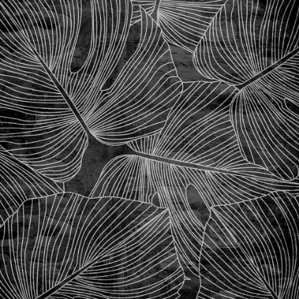 Picture of MONSTERA 2