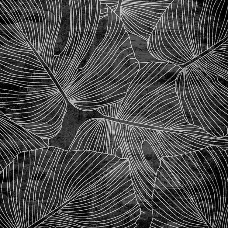 Picture of MONSTERA 2