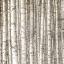 Picture of BIRCH FOREST