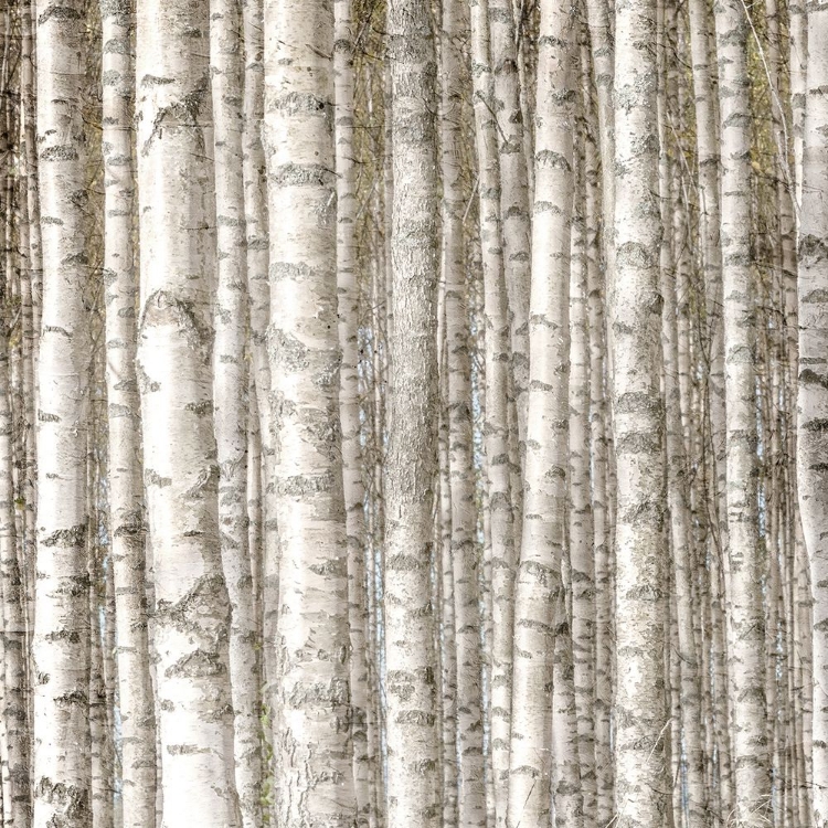 Picture of BIRCH FOREST