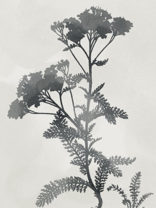 Picture of SHADOWED BOTANICAL