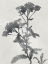 Picture of SHADOWED BOTANICAL
