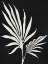 Picture of SILHOUETTED GROWTH