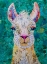 Picture of MORE LLAMA DRAMA