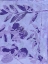 Picture of VERY PERI BOTANICAL PRINT III