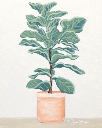 Picture of FIDDLE LEAF FIG