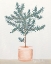 Picture of OLIVE TREE