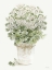 Picture of WHITE GERANIUMS II