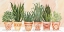 Picture of AZTEC POTTED PLANTS IN A ROW