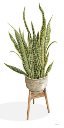 Picture of SNAKE PLANT