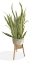 Picture of SNAKE PLANT