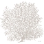 Picture of GRAY CORAL II    