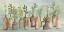 Picture of GREENERY IN BOTTLES III