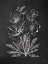 Picture of VINTAGE CHALKBOARD FLOWERS    
