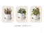 Picture of PLANT PARENT