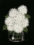 Picture of HYDRANGEA IN VASE   