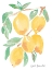Picture of KITCHEN LEMONS