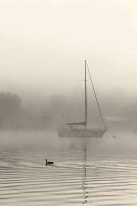 Picture of FOGGY BAY