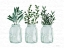 Picture of HERBS