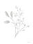 Picture of SIMPLE LEAVES 3